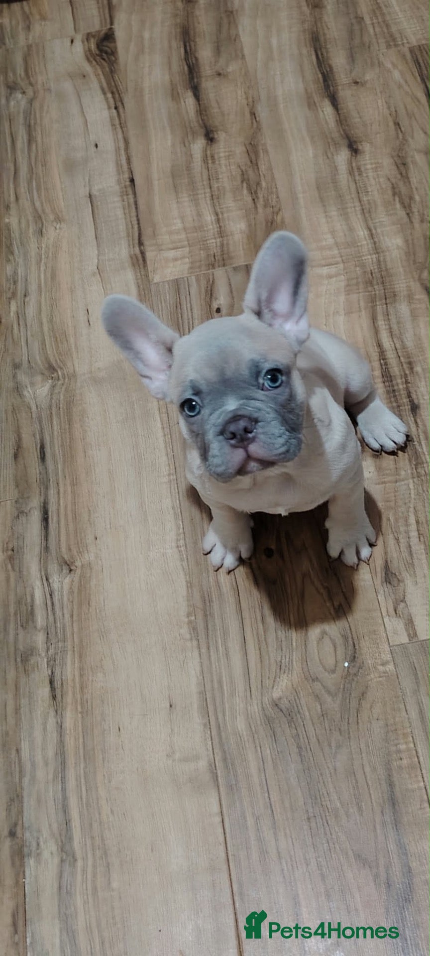 French Bulldog dogs for sale: 🐾 FRENCH BULLDOG PUPPY –LOOKING FOR A LOV HOME 🐾 - Advert 16