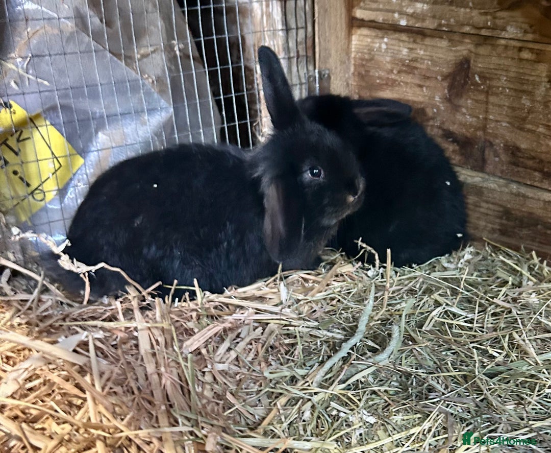 French Lop rabbits for sale: Mini French Lop Babies  - Advert 10