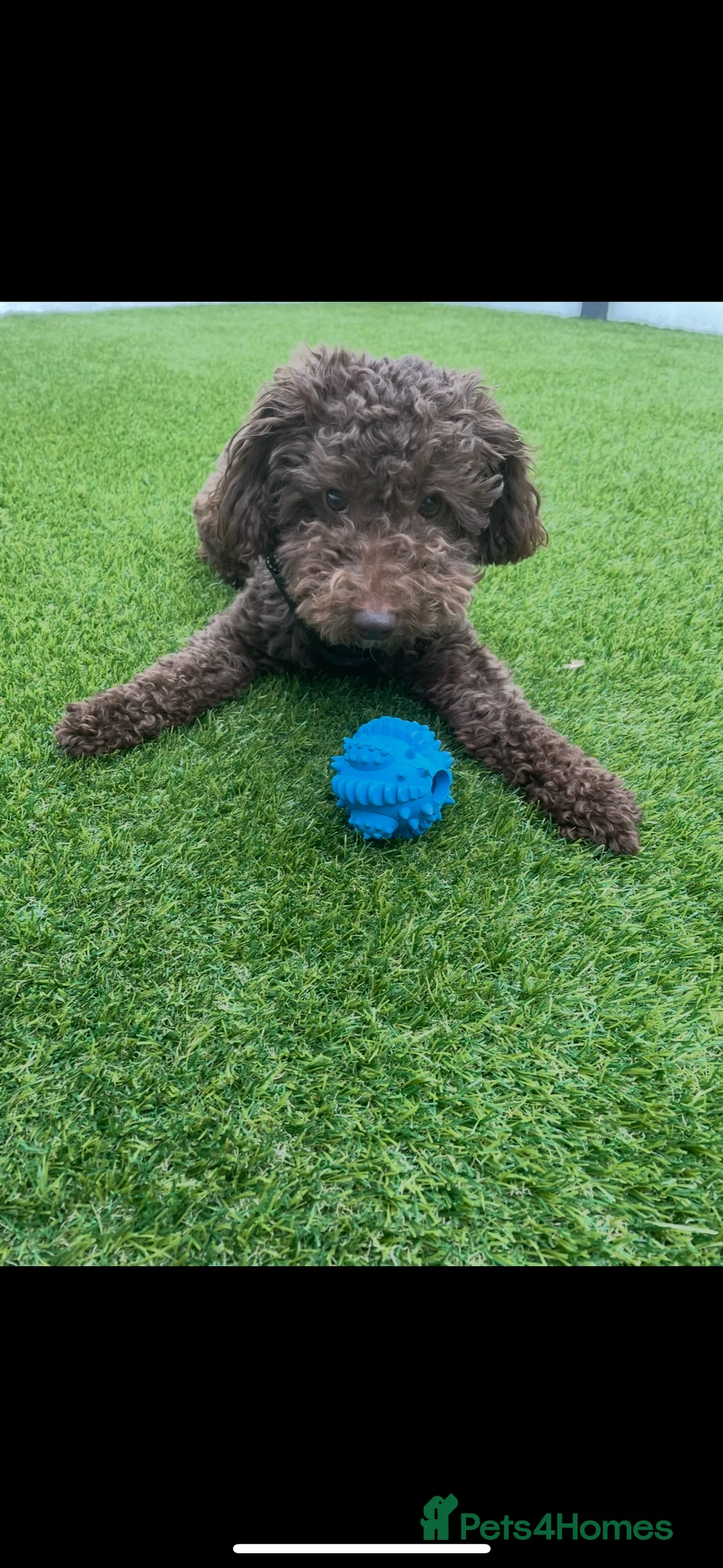 Miniature Poodle dogs for stud: Brown Miniature poodle  - Advert 3