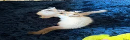 Ragdoll cats for sale: Stunning Ragdoll kittens  - Advert 17