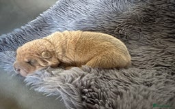 Shar Pei dogs for sale: Bear coat shar pei - Image 4