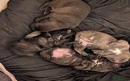 Mixed Breed dogs for sale: American pocket Corso - Image 7