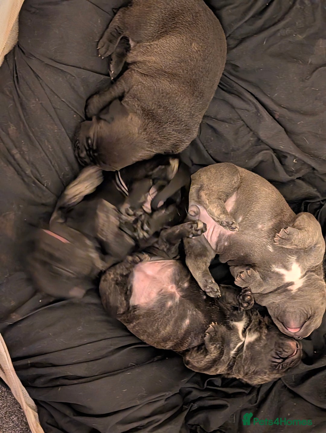 Mixed Breed dogs for sale: American pocket Corso - Image 7