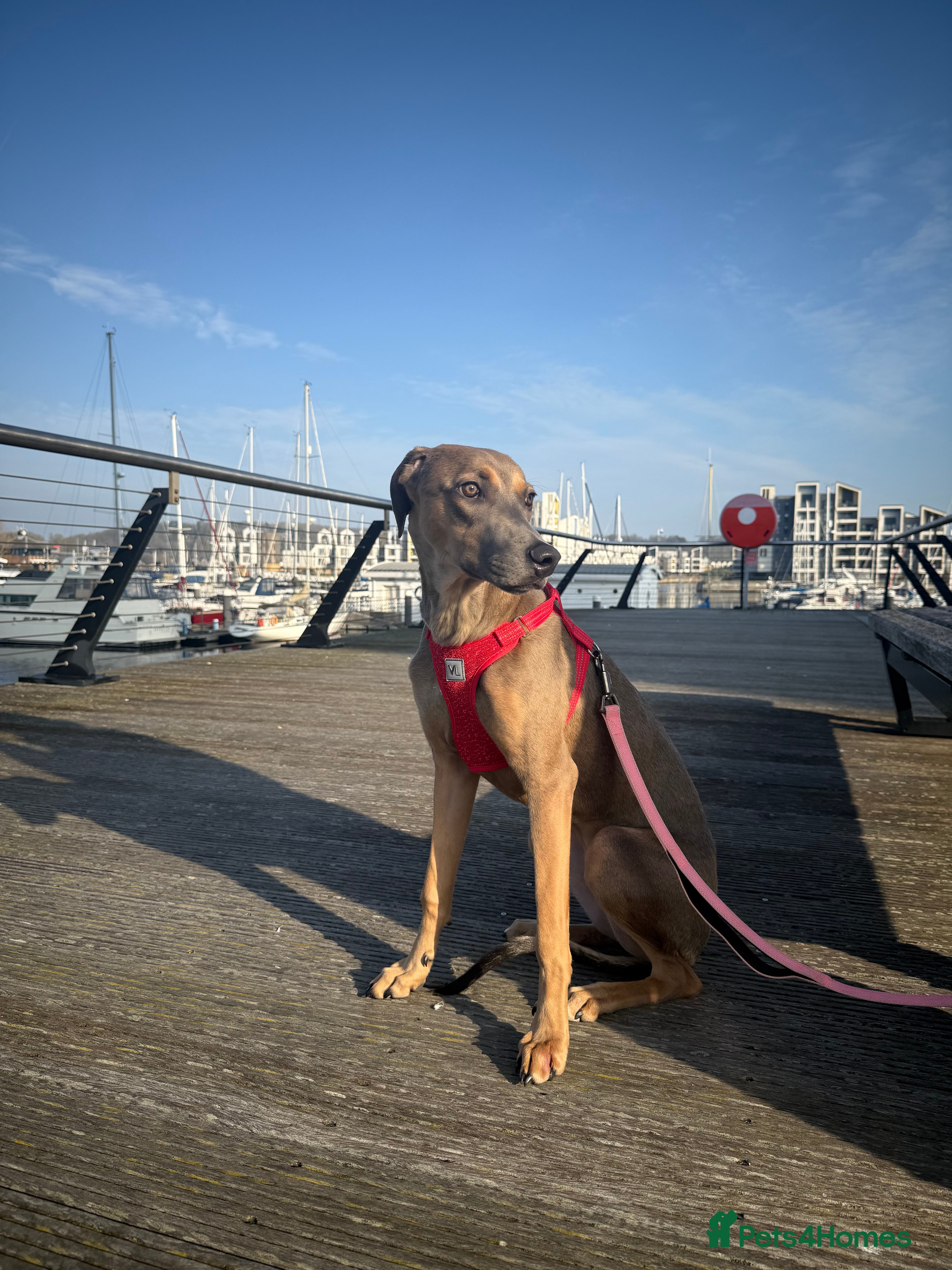 Cane Corso dogs Cane corso  in Sidcup - Advert 1