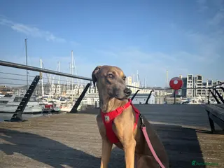 Cane Corso dogs Cane corso in Sidcup - Advert 1