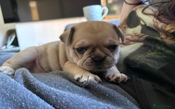 Frug dogs for sale: Beautiful baby Frug’s - Image 4