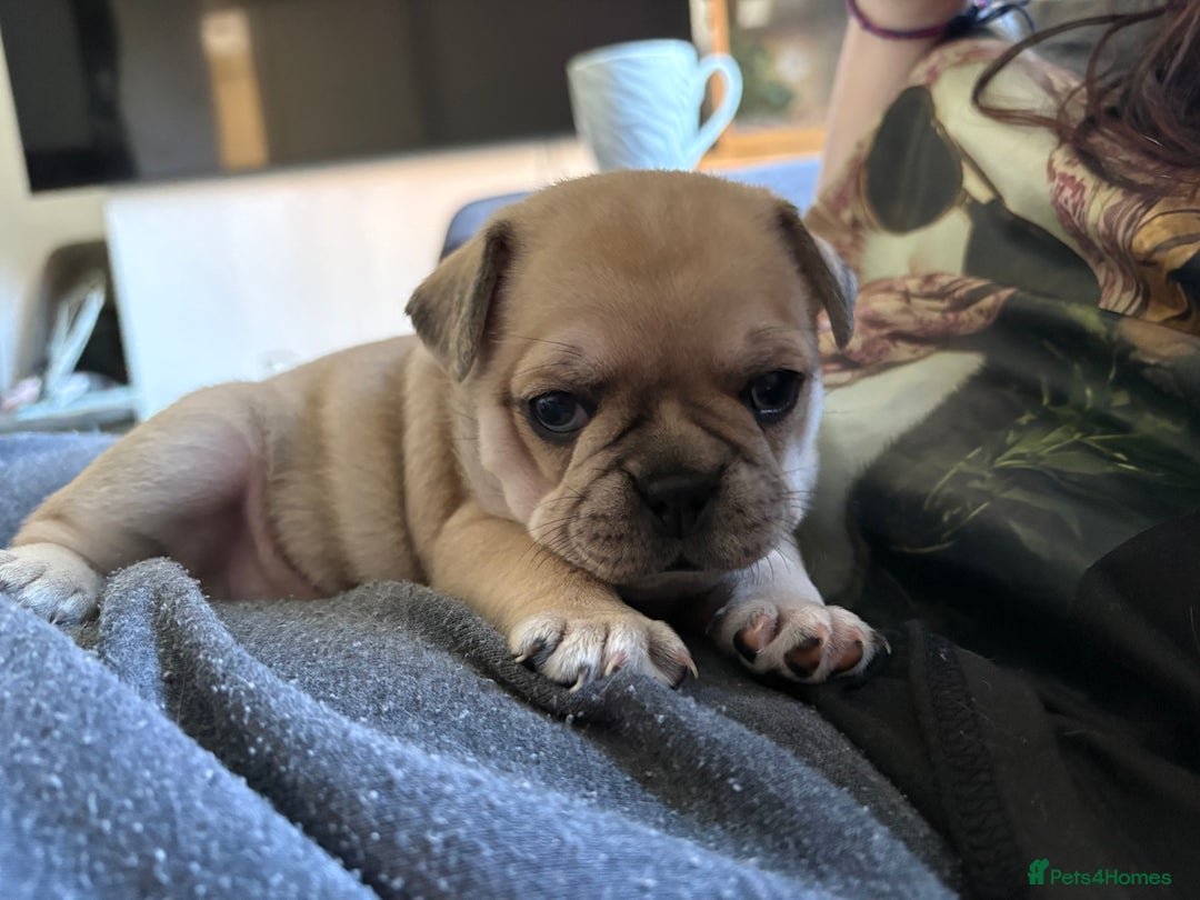 Frug dogs for sale: Beautiful baby Frug’s - Image 4