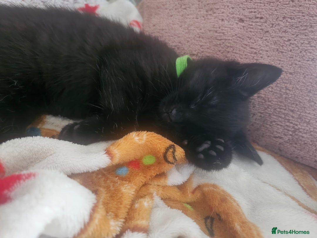 Mixed Breed cats for sale: 4 female kittens looking for forever homes  - Image 7