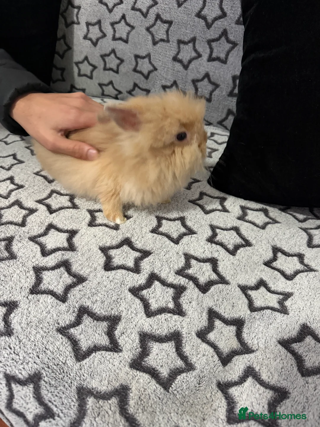 Mini Lop rabbits for sale: Mini lop for sale - Advert 4