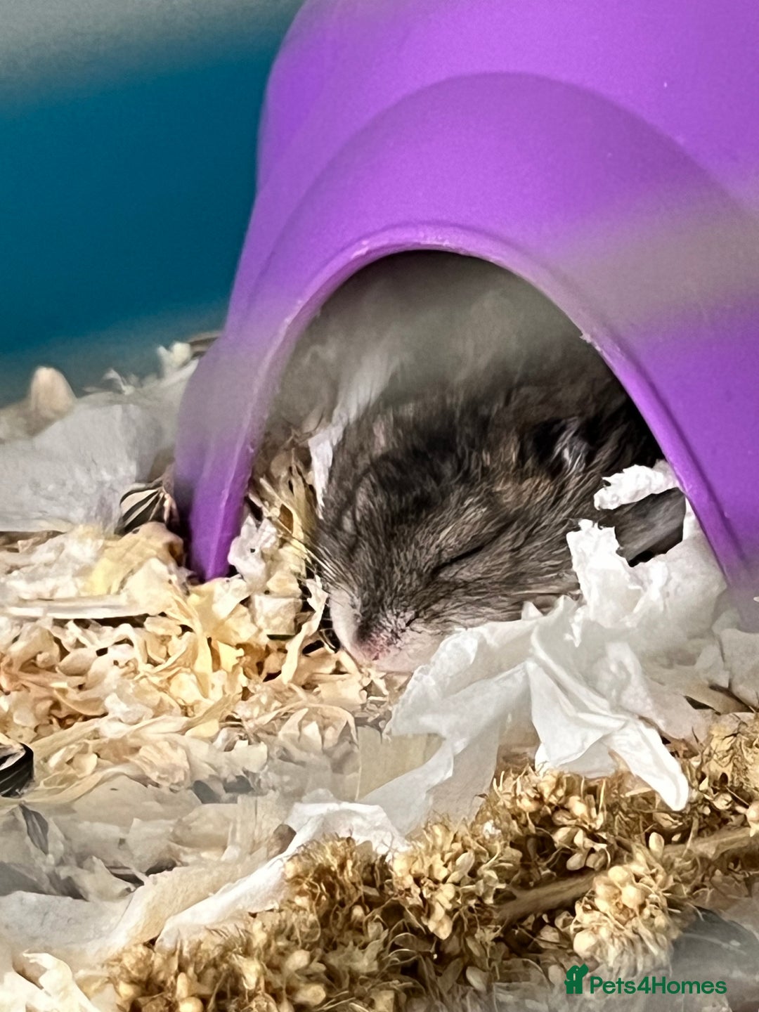 Hamster rodents for sale: Dwarf hamsters for sale 🙂 - Advert 9