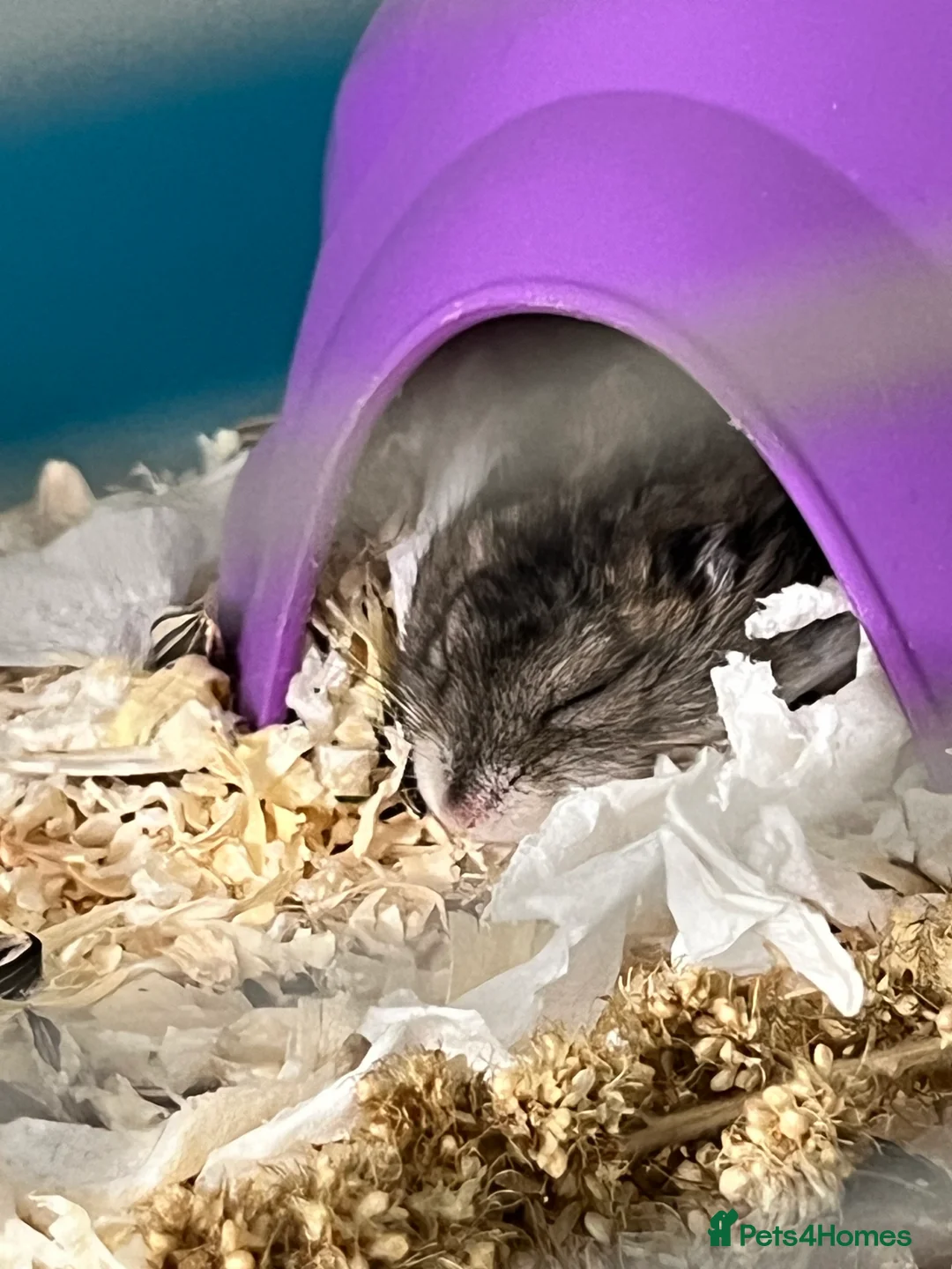 Hamster rodents for sale: Dwarf hamsters for sale 🙂 - Advert 9