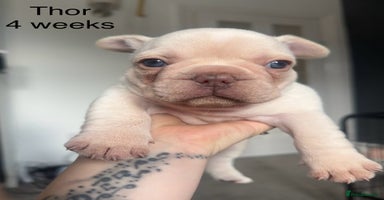 French Bulldog dogs - Advert 9