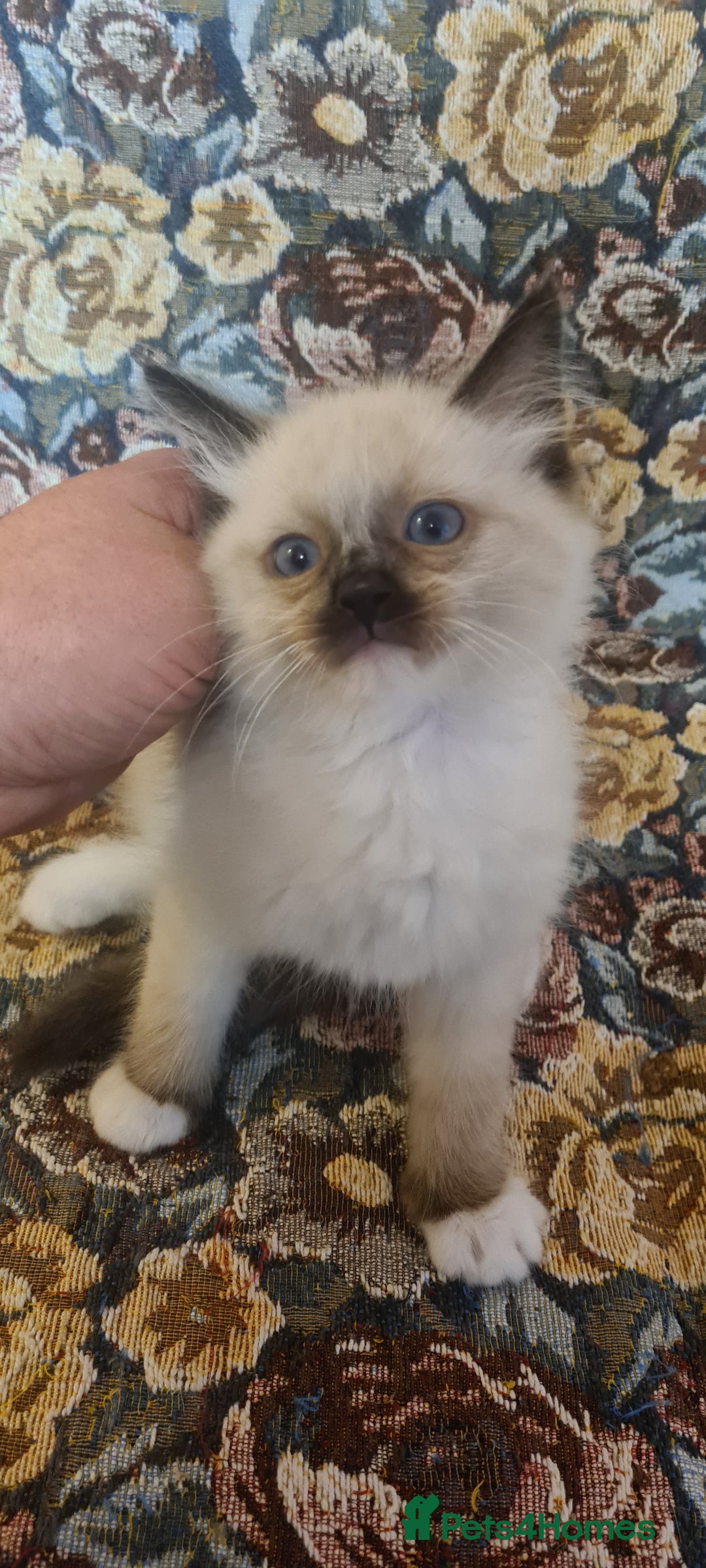 Ragdoll cats for sale: 3 Adorable ragdoll kittens for sale - Advert 3