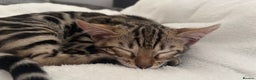 Bengal cats for sale: 🐆Beautiful Purebred Bengal Kitten  🐾 - Advert 4