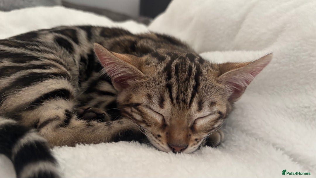 Bengal cats for sale: 🐆Beautiful Purebred Bengal Kitten  🐾 - Advert 4