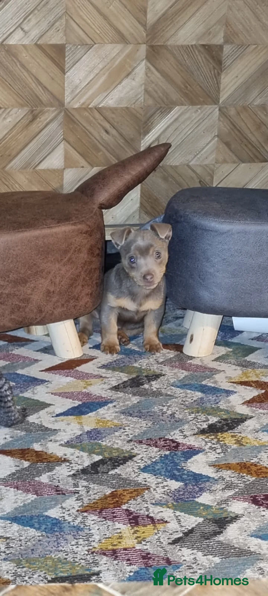 Jack Russell dogs for stud: Miniature Chocolate and Tan Jack Russell For Stud in Ebbw Vale - Advert 15