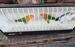 Lovebirds birds for sale:  Fischers lovebirds for sale in Birmingham - Image 20