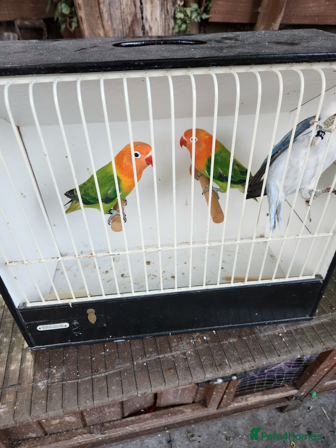 Lovebirds birds for sale:  Fischers lovebirds for sale in Birmingham - Image 20
