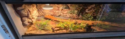 Skink reptiles for sale: Peter’s Banded Skinks + Set Ups in Wakefield - Advert 9