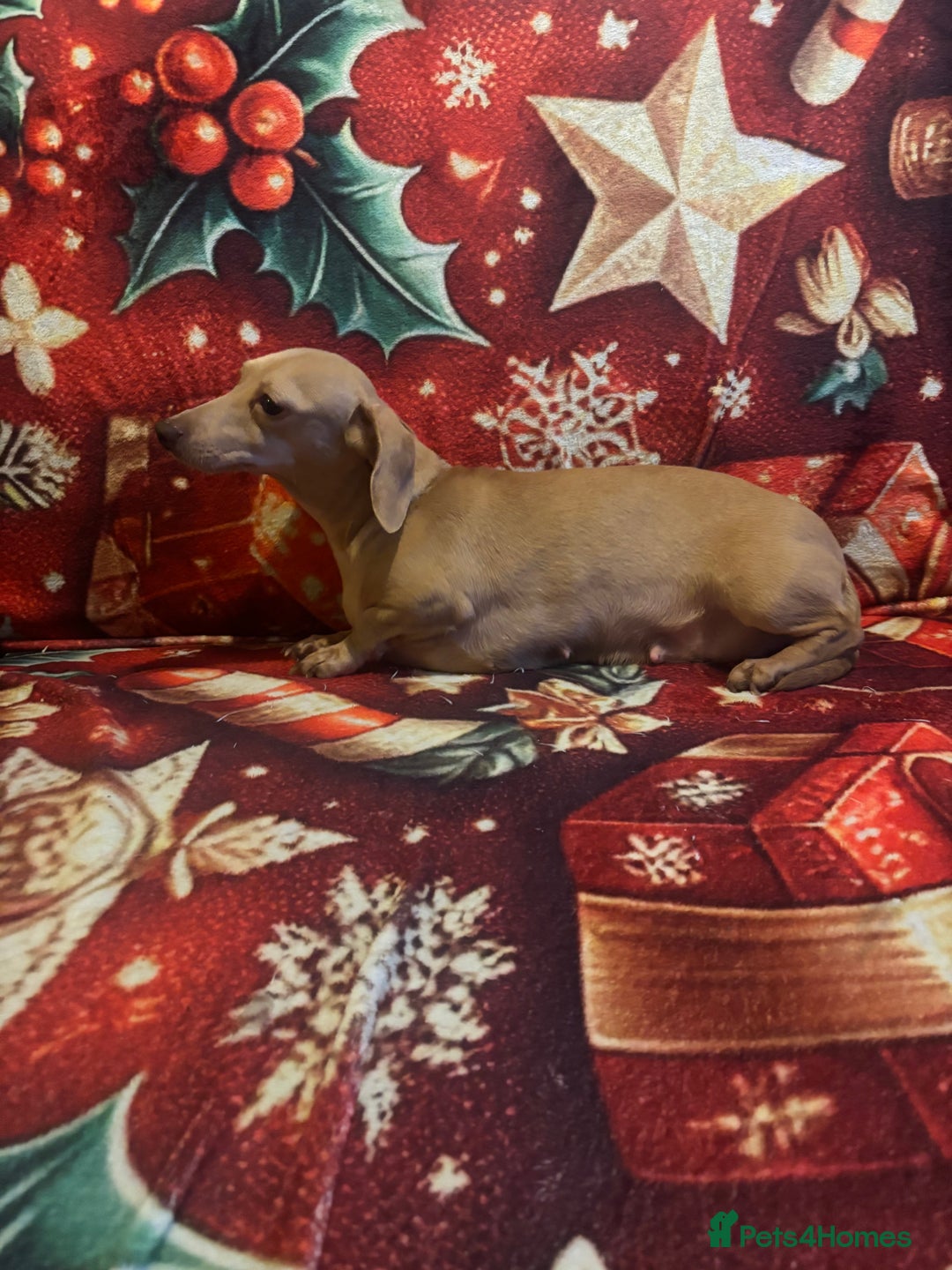 Miniature Dachshund dogs for sale: Miniature Dachshund puppy ,Ready  - Advert 6