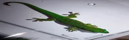 Gecko reptiles for sale: Giant day gecko Phelsuma Grandis - Advert 5