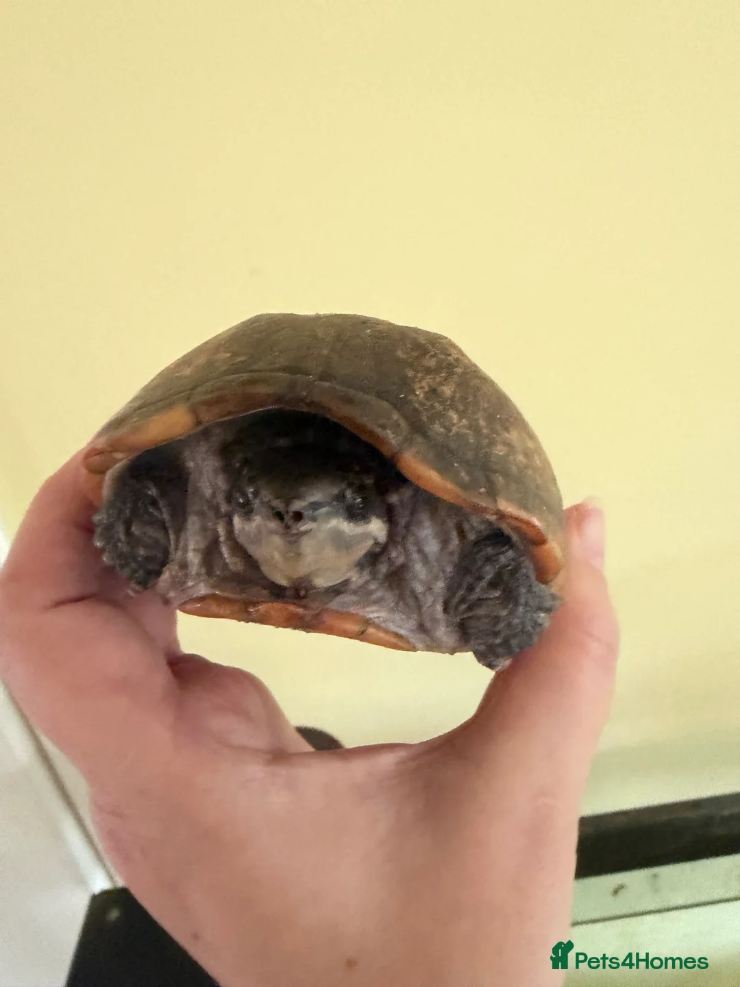 Turtle reptiles for sale: 2 turtles  in Lydney - Advert 2