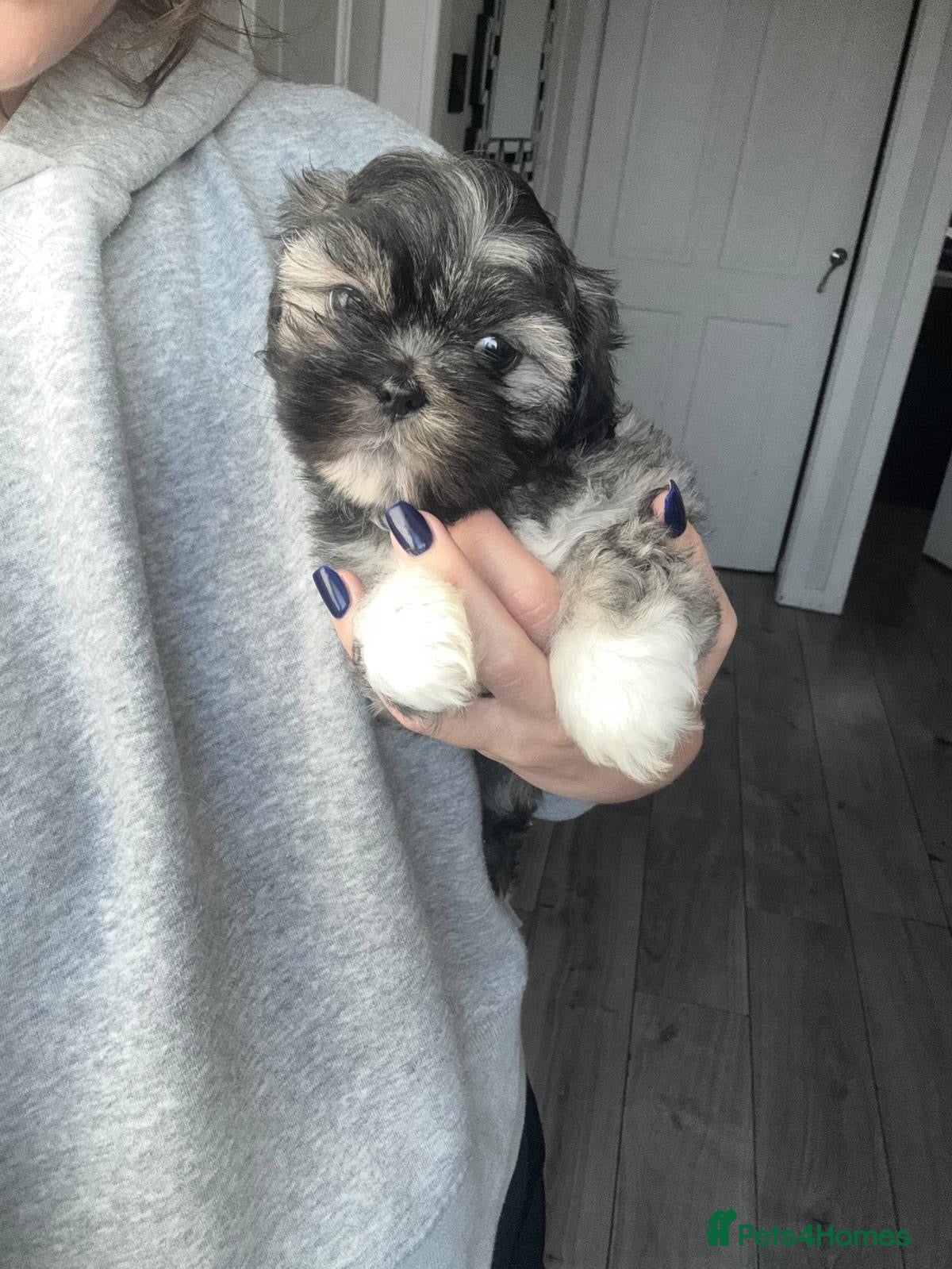 Lhasa Apso dogs for sale: *JUST 1 BEAUTIFUL GIRL LEFT* - Advert 1