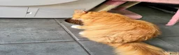 Maine Coon cats for adoption: Beautiful 5-Year-Old Maine Coon Looking for Home  in Nottingham - Advert 2