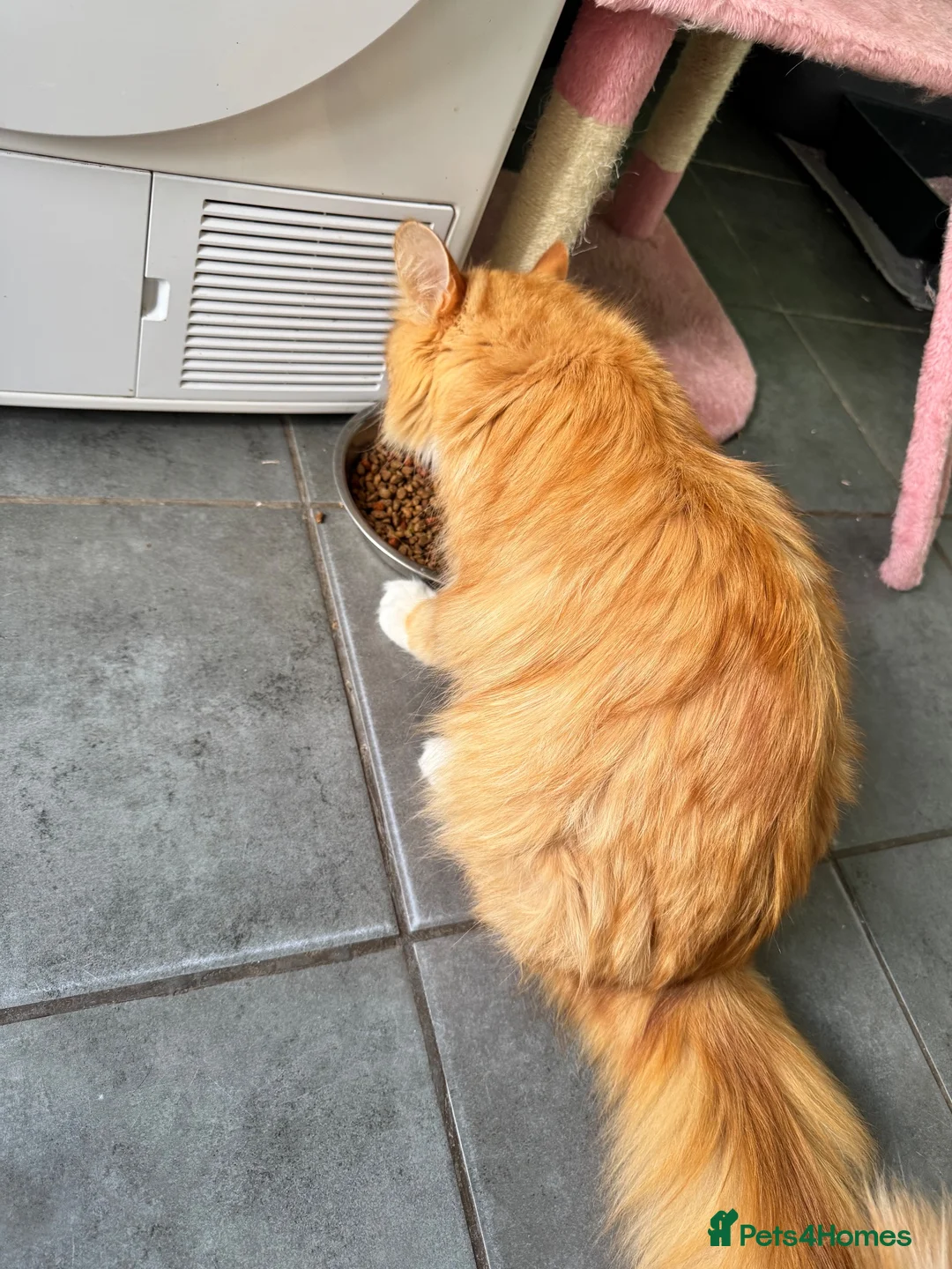 Maine Coon cats for adoption: Beautiful 5-Year-Old Maine Coon Looking for Home  in Nottingham - Advert 2
