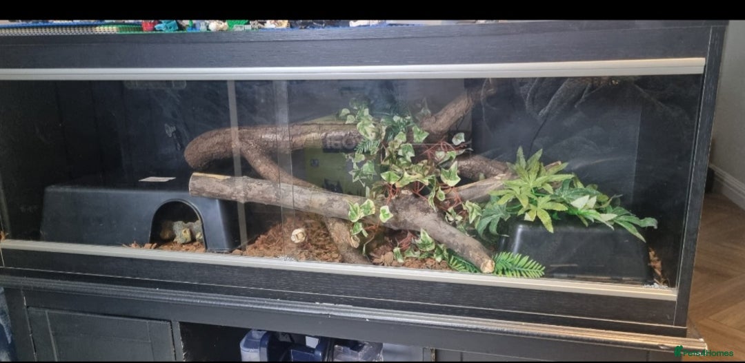 Python Snake reptiles for sale: Royal Python with full set up - Advert 3