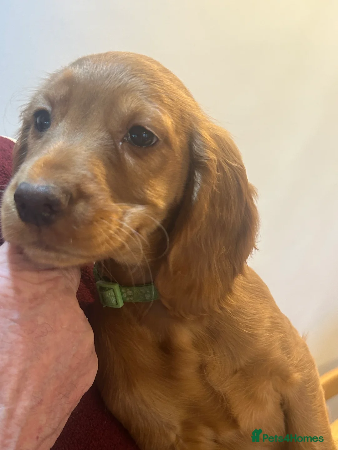 Cocker Spaniel dogs for sale: Golden Working Cocker Spaniel litter - Advert 6