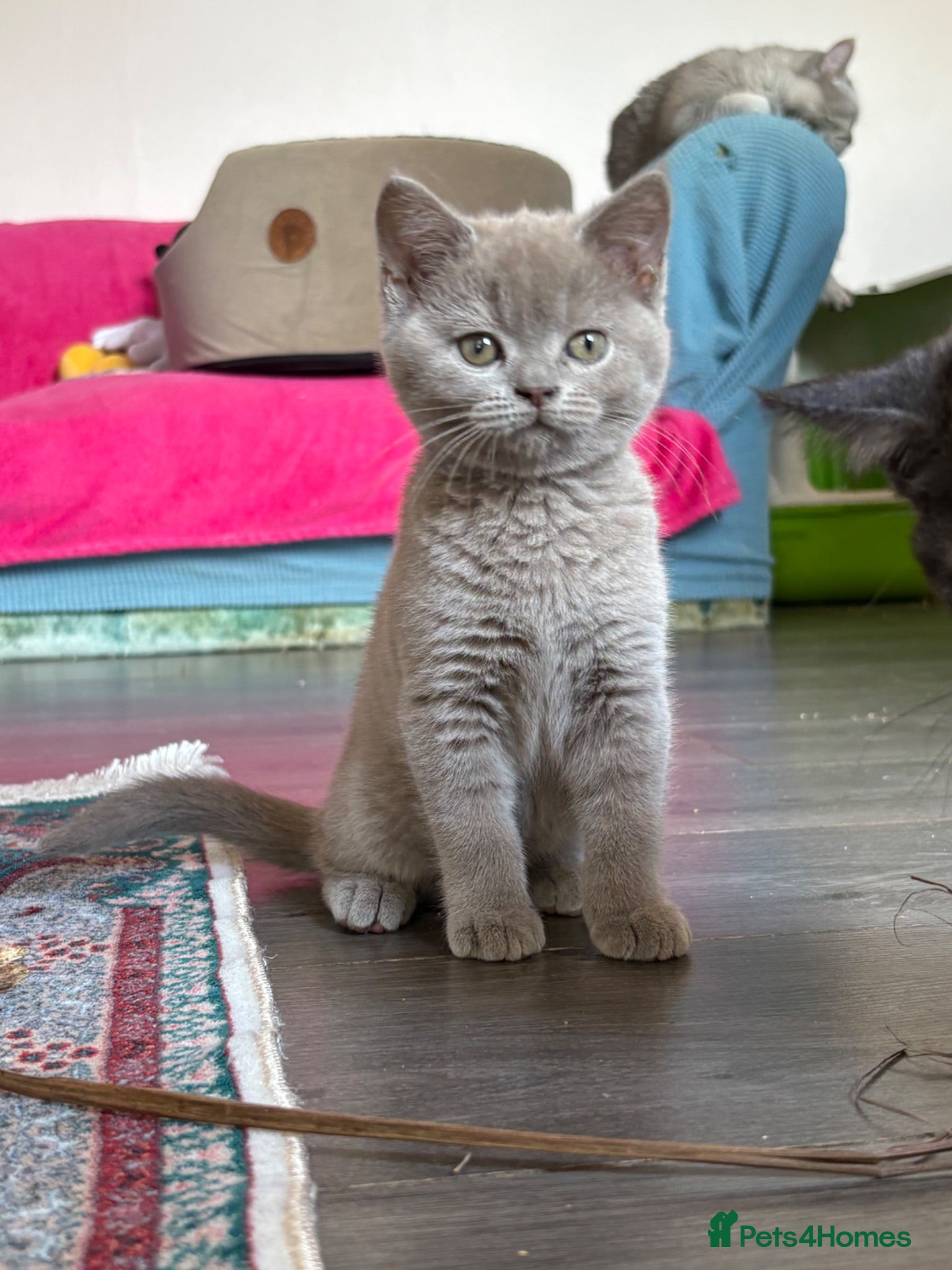 British Shorthair cats British shorthair kittens  - Advert 6