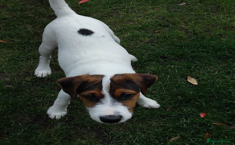 Mixed Breed dogs - Advert 13