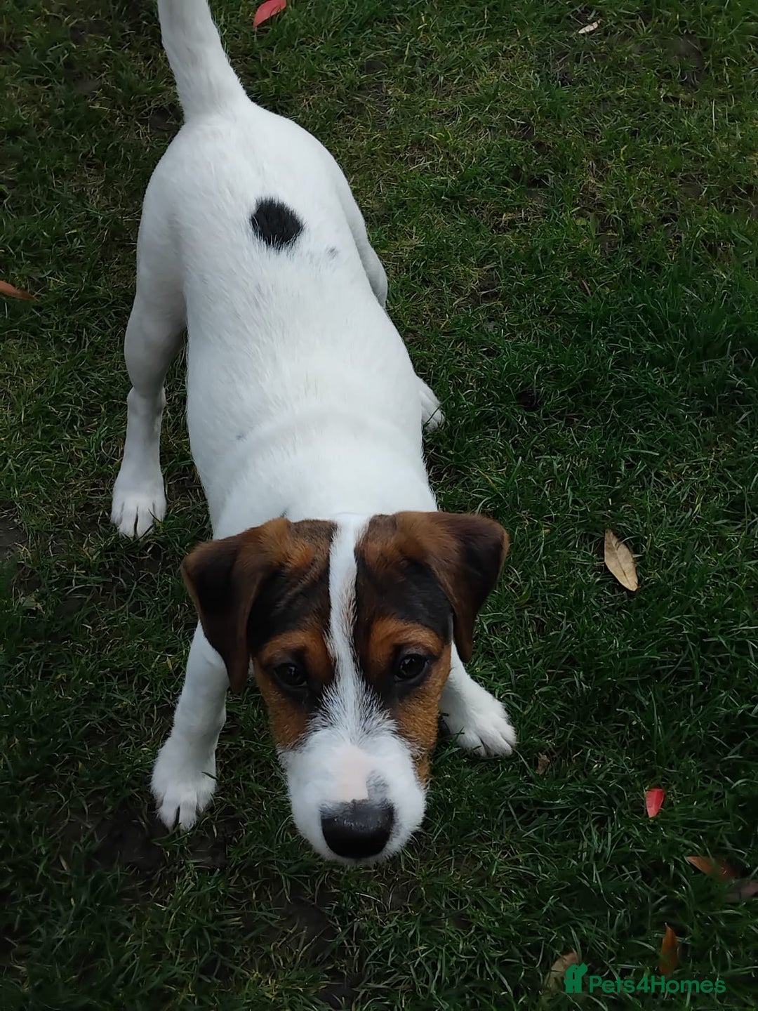 Mixed Breed dogs for sale: Parson Russell Jack Russell Hybrid Puppy  - Image 1