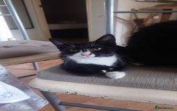 Mixed Breed cats for sale: Sweety girl  - Image 2