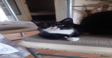 Mixed Breed cats - Advert 1