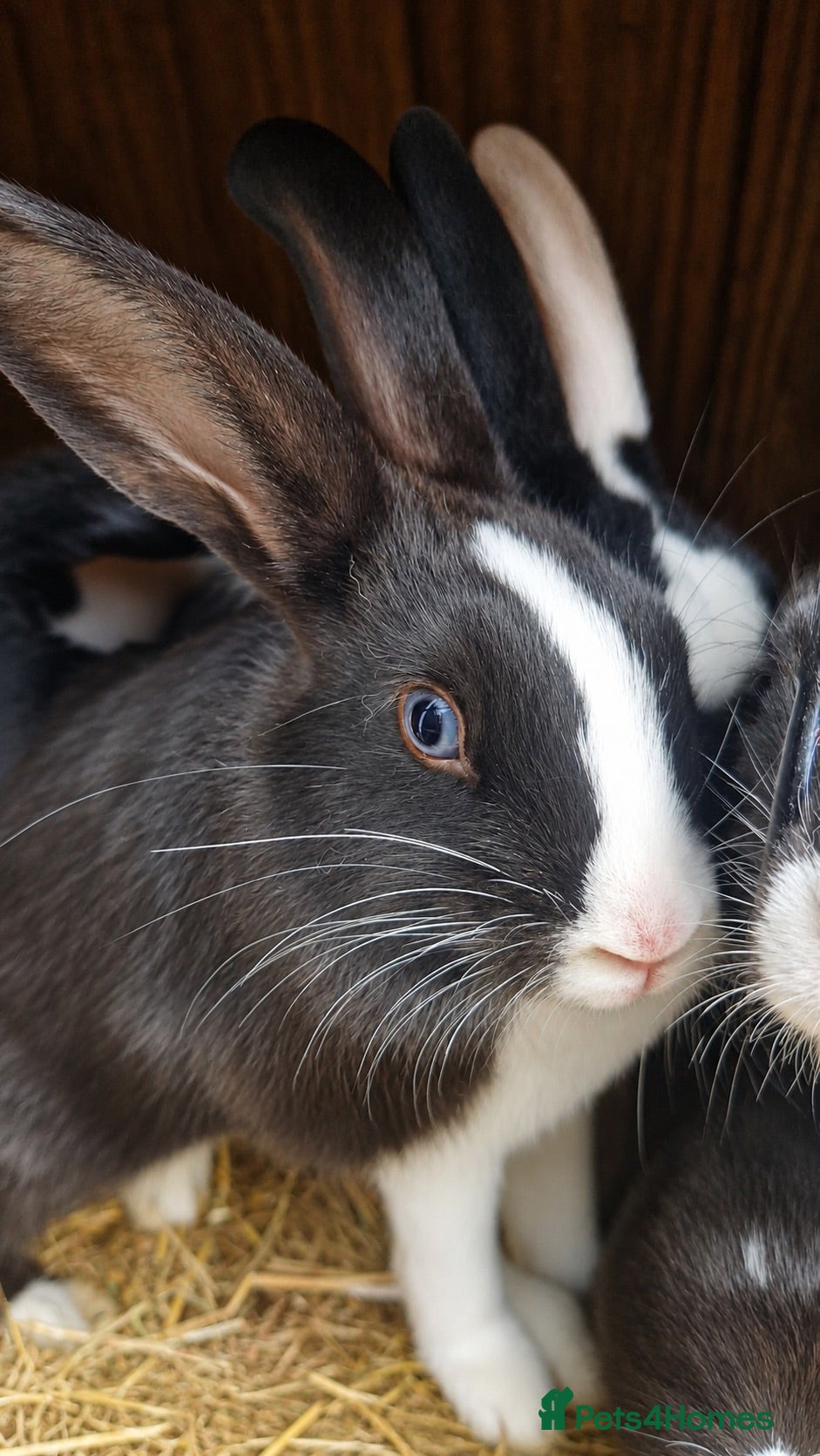 Mixed Breed rabbits Adorable Rex x Dutch x Lop buns Available 🐰 - Advert 13