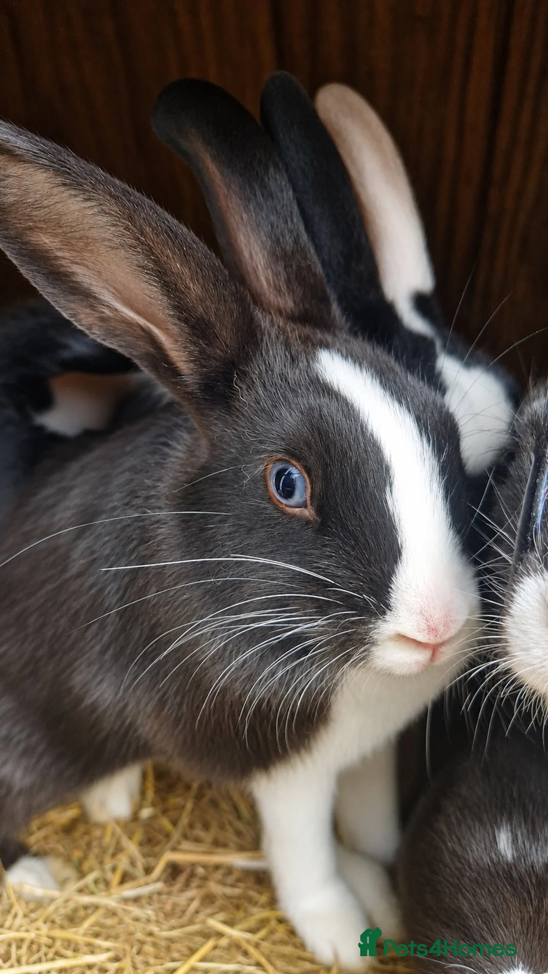 Mixed Breed rabbits for sale: Adorable Rex x Dutch x Lop buns Available 🐰 - Advert 1