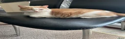 Mixed Breed cats for sale: Agnes - Advert 9