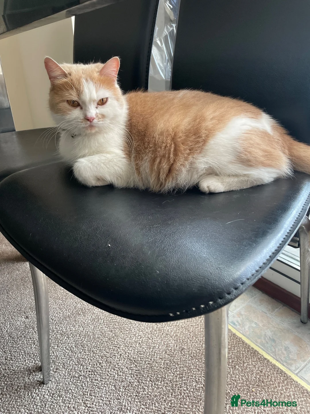Mixed Breed cats for sale: Agnes - Advert 9