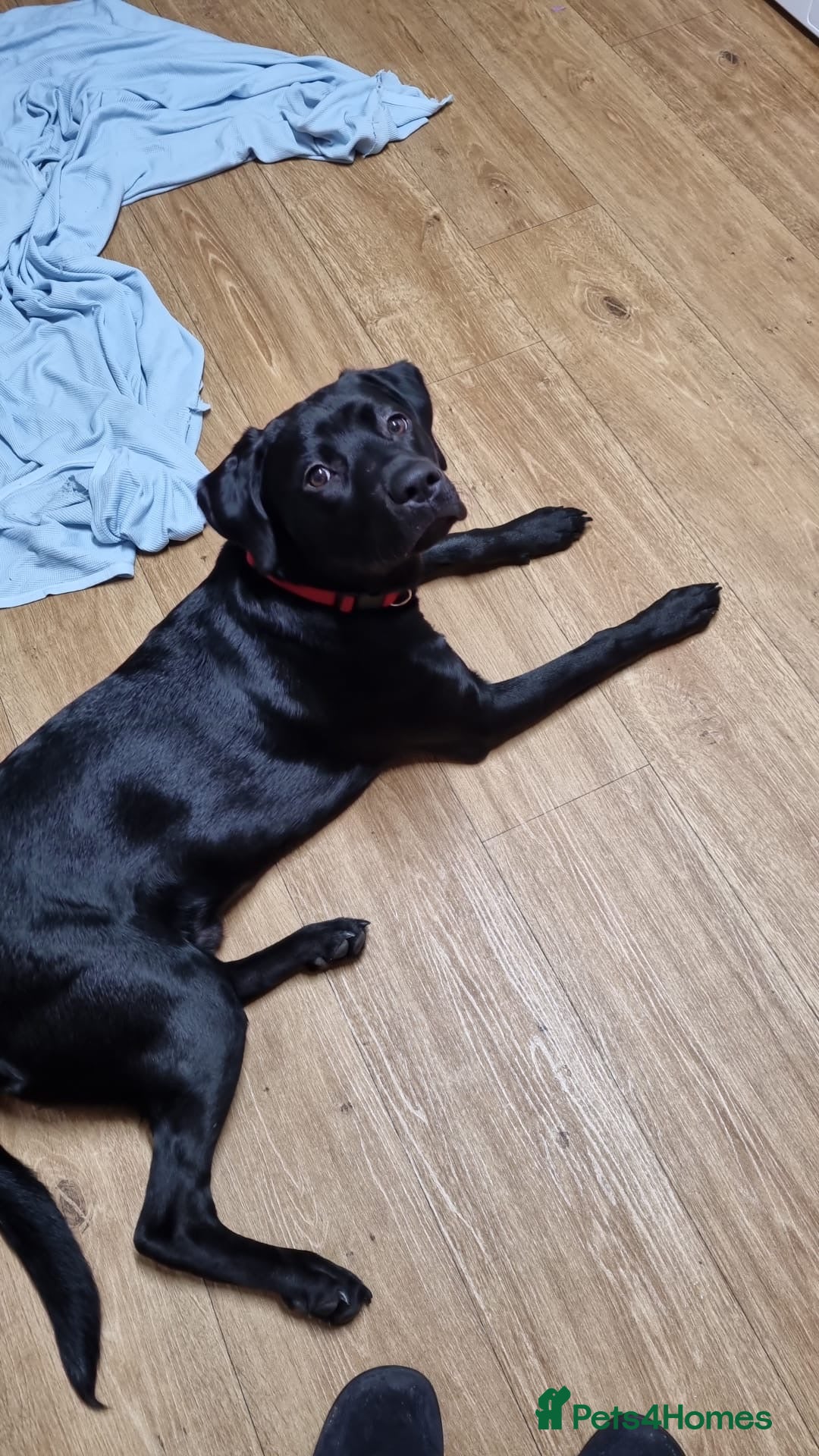 Mixed Breed dogs for sale: Gorgeous 8 month old Kobe (Staffador)  - Advert 3