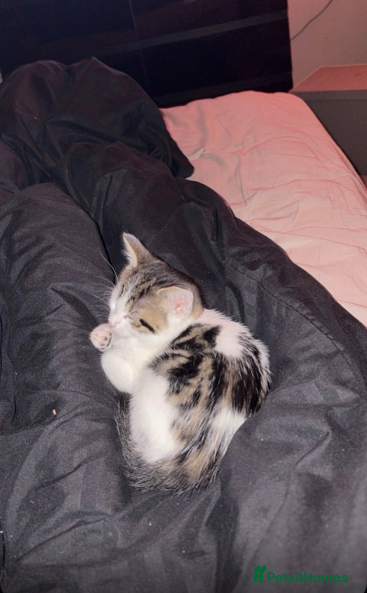 Mixed Breed cats Beautiful kitten - Advert 9