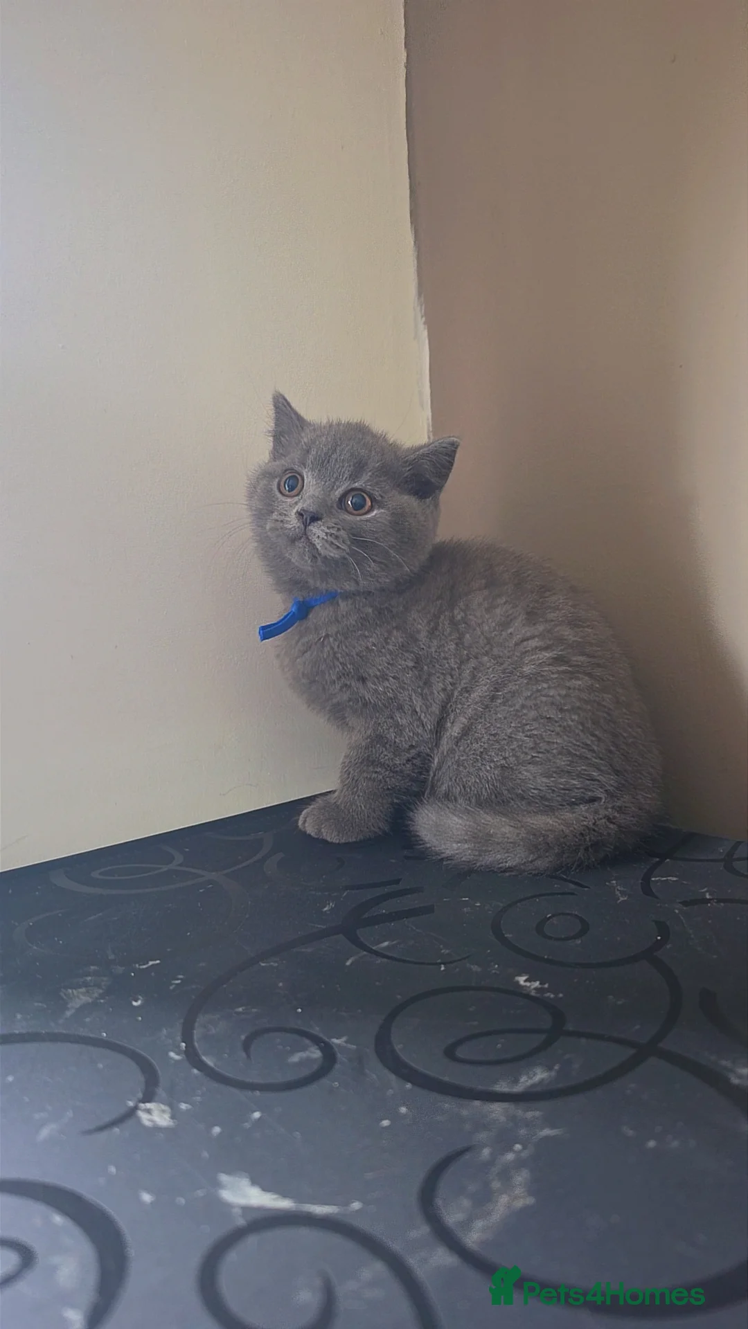 British Shorthair cats for sale: British short hair kittens  - Advert 1