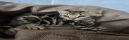 Mixed Breed cats for sale: Beautiful Bengal × British Shorthair Kittens - Advert 3