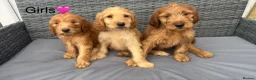 Goldendoodle dogs for sale: 🐾7 beautiful goldendoodles ready now🐾 - Advert 5