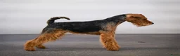Welsh Terrier dogs for sale: Show Lines Stunning KC Welsh Terriers Puppies in Crewe - Advert 11