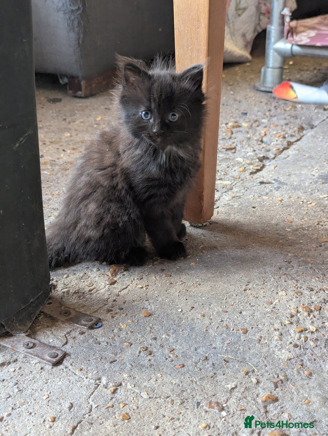 Bombay cats for sale: Different prices Bombay X long hair  - Image 31