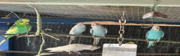 Cockatiels birds for sale: Cockateils  in Leicester - Advert 17