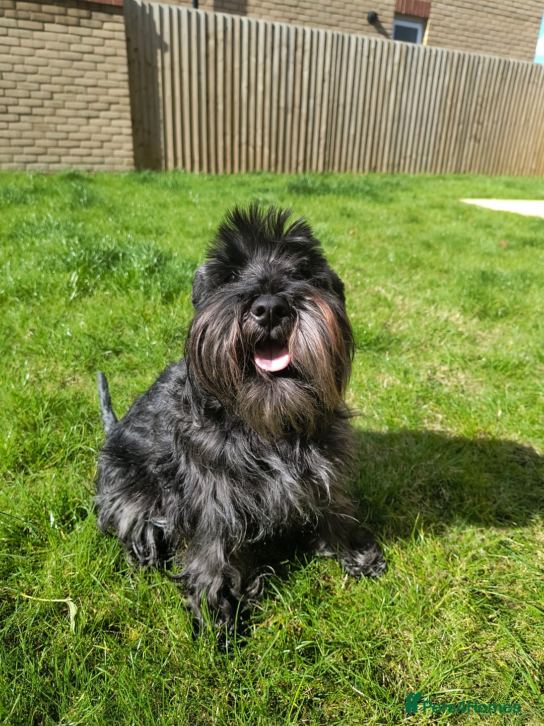 Miniature Schnauzer dogs for sale: Black Miniature Schnauzer Puppy – Girl Available - Advert 5