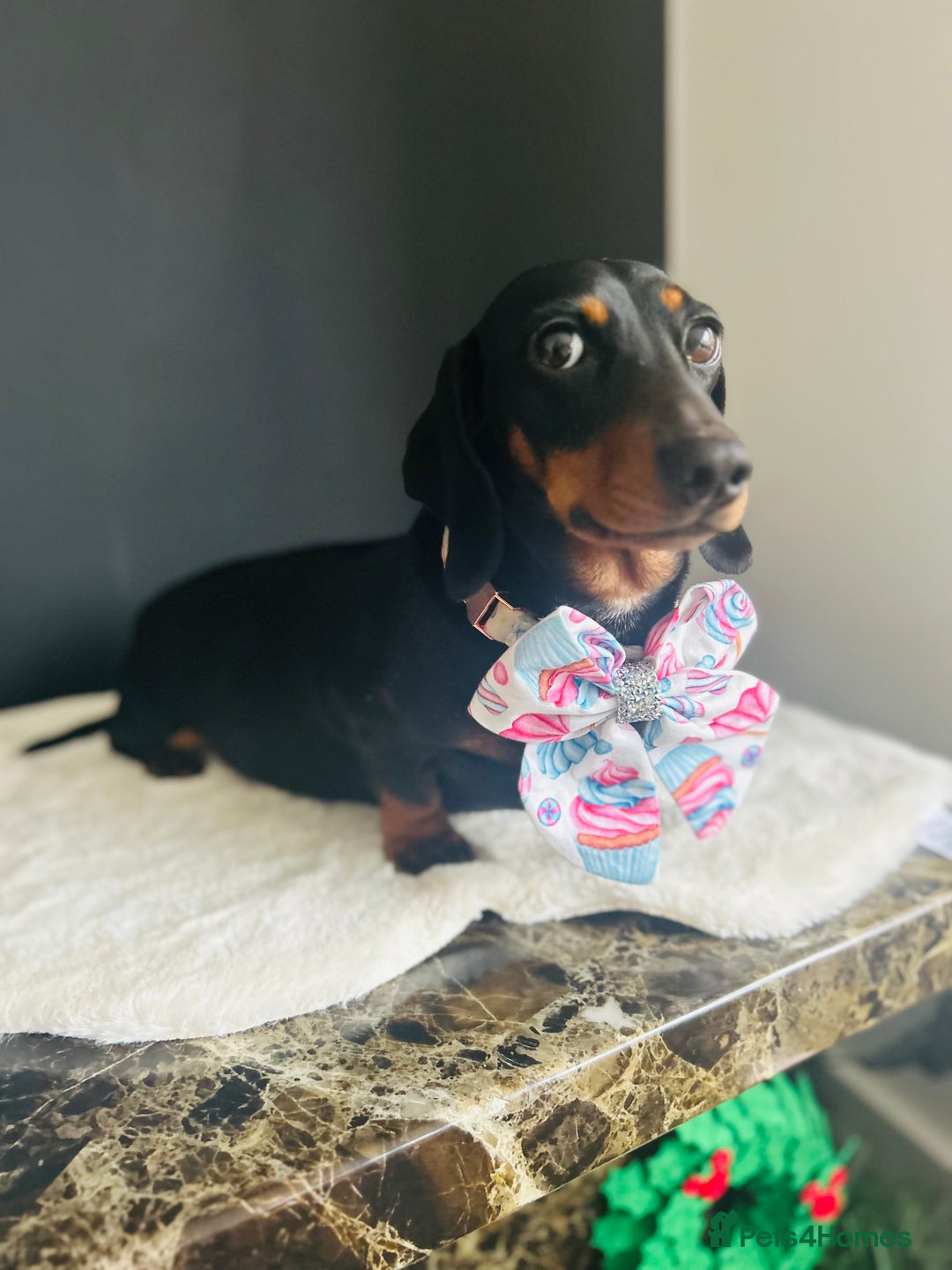 Miniature Dachshund dogs for sale: Smooth Hair Boys -5 star Breeder ⭐️⭐️⭐️⭐️⭐️ - Advert 13